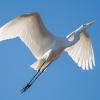 aigrette DX5_3422
