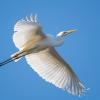 aigrette DX5_3428