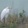 aigrette du soir DX5_3473