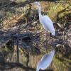 aigrette DX5_3521