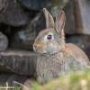 lapin DX5_3661