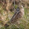 hibou des marais DX5_3998