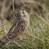hibou des marais DX5_4003
