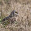 hibou des marais DX5_4059