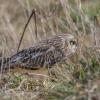 hibou des marais DX5_4067