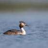 grèbe huppé DX5_4073