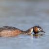 grèbe huppé DX5_4081