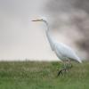 aigrette DX5_4258-2