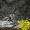 hibou grand duc juvénil DX5_4323