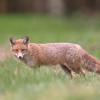 renard DX5_4366