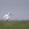 aigrette DX5_4367-2