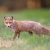 renard DX5_4383