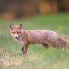 renard DX5_4386