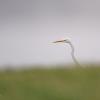 aigrette DX5_4396