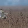 hibou des marais DX5_4453-2