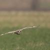 hibou des marais DX5_4499