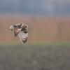 hibou des marais DX5_4512