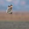 hibou des marais DX5_4514