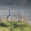 heron DX5_4568