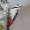 pic epeiche DX5_4787
