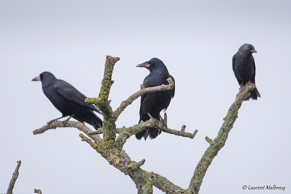 trio de corvidés corbeau freu et choucasDX5_4873