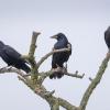 trio de corvidés corbeau freu et choucasDX5_4873