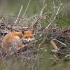 la sieste du renard DX5_4930