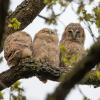 trois jeunes chouettes hulotte DX5_4949