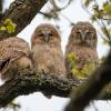 les deux etaient trois ! DX5_4952