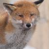 renard DX5_5050