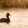grèbe a coup noir DX5_5072