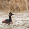 grèbe a coup noir DX5_5087
