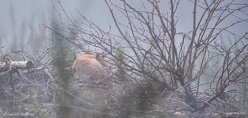 renard enroulé dans la brume matinale DX5_5155