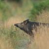 sanglier DX5_5356