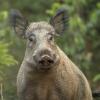 sanglier DX5_5379