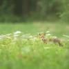 renard DX5_5458