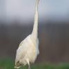 aigrette  DX5_5510