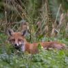jeune renard DX5_5565