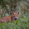 jeune renard DX5_5567