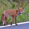 jeune renard DX5_5585 - Copie