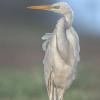 aigrette DX5_5589