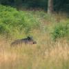 sanglier DX5_5604