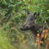 sanglier DX5_5617