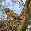 buse variable au nid DX5_5635