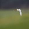 aigrette  DX5_5644