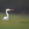 aigrette  DX5_5651