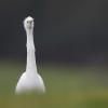 aigrette DX5_5655