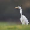 aigrette DX5_5658