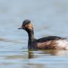 grèbe a coup noir DX5_5670