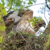 couple de buses au nid DX5_5680